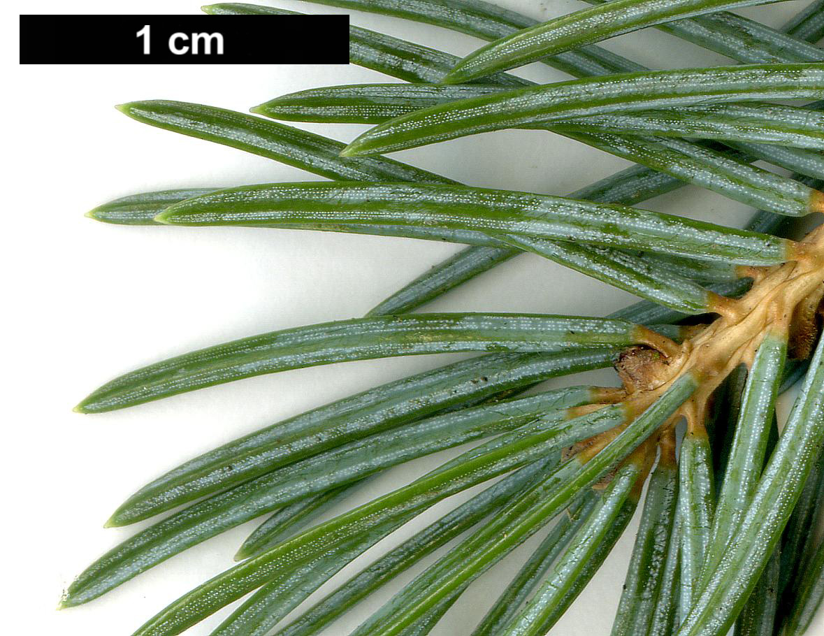 High resolution image: Family: Pinaceae - Genus: Picea - Taxon: pungens - SpeciesSub: Glauca Group